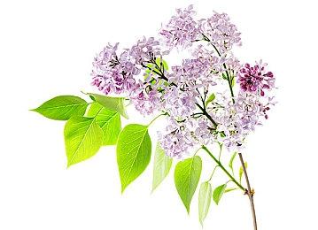 大神用《梦境》再现《艾尔登法环》 代入感很强